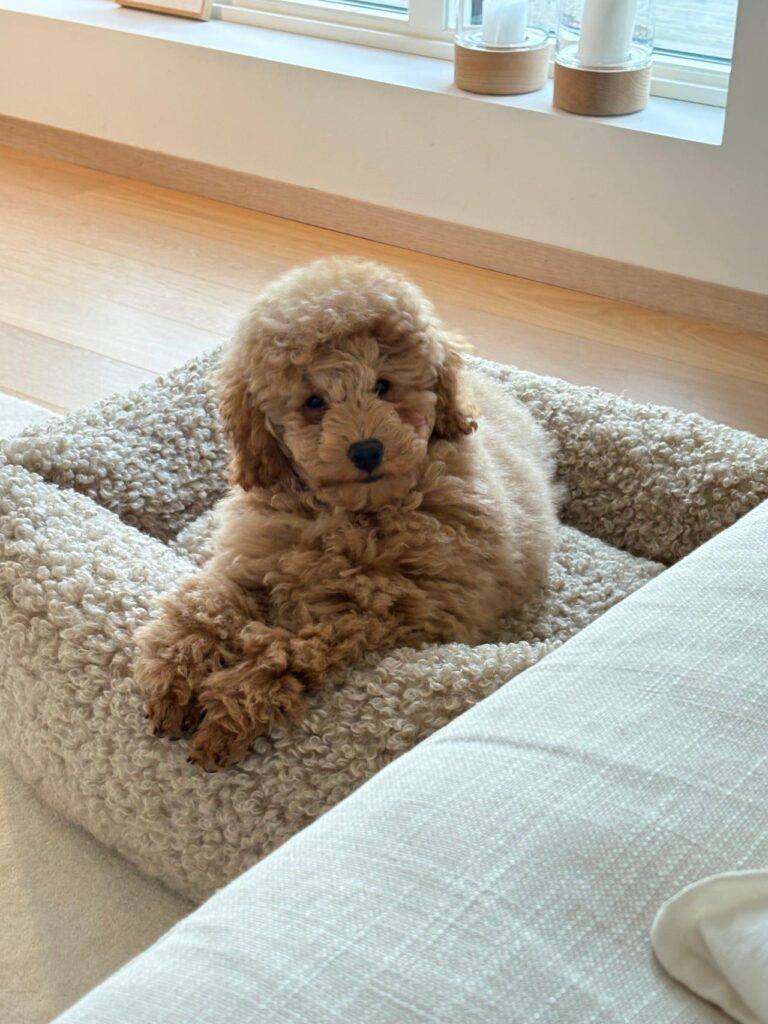 Best apartment dogs in Bangalore Shih Tzu puppy for apartment living Pug puppy for Bangalore homes Family-friendly puppies in Bangalore Small dog breeds for apartments Apartment-friendly puppies for sale in Bangalore