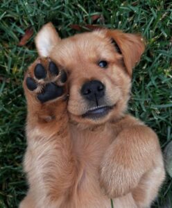 golden retriever puppy near me golden retriever dog for sale bangalore golden retriever puppy for sale in bangalore