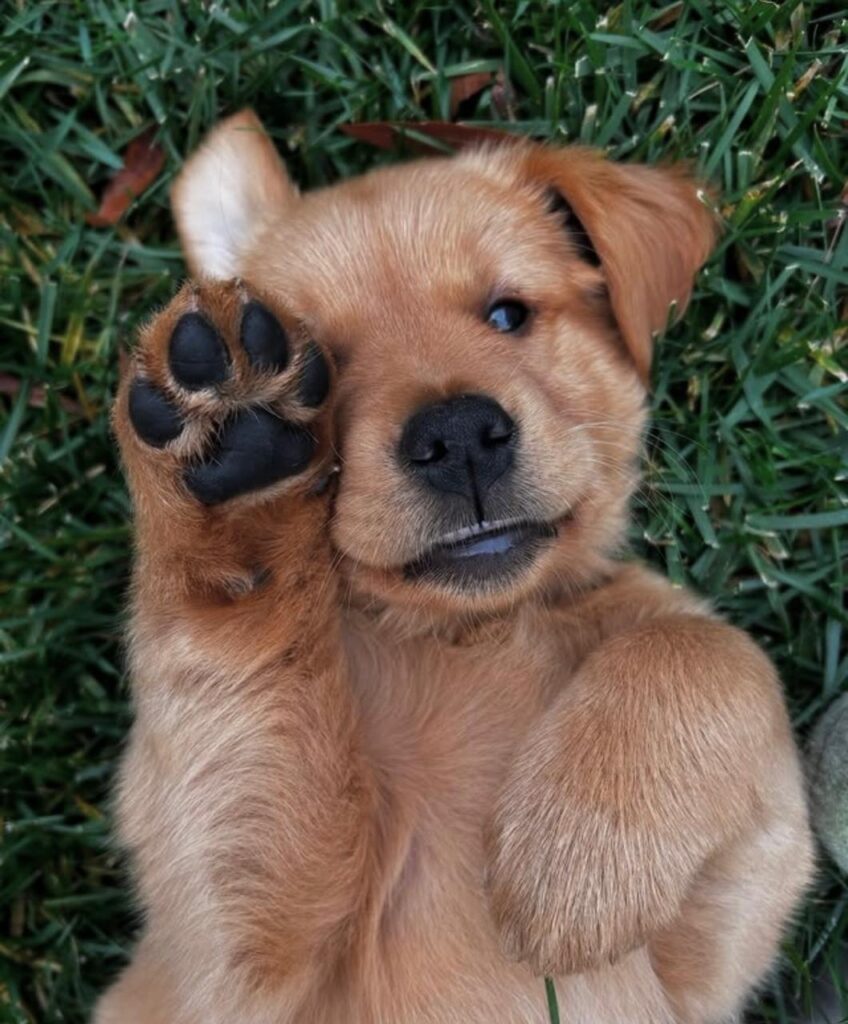 golden retriever puppy near me golden retriever dog for sale bangalore golden retriever puppy for sale in bangalore